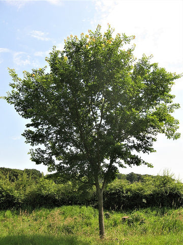 Triumph Elm