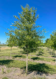 Single Stem River Birch