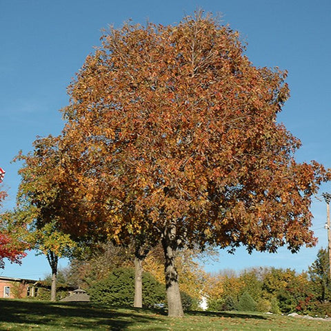 Autumn Splendor Buckeye