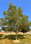 Kentucky Coffeetree 'Espresso'