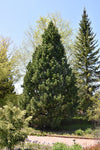 Swiss Stone Pine