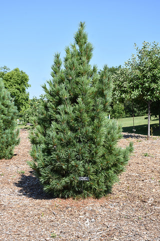 Swiss Stone Pine