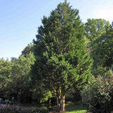 Eastern Red Cedar