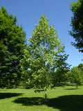 Exclamation! London Planetree