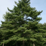 Eastern White Pine