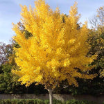 Presidential Gold Ginkgo