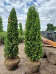 Pyramidal Arborvitae