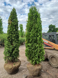 Pyramidal Arborvitae