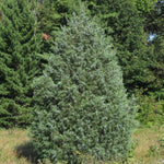 Eastern Red Cedar