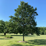 Swamp White Oak