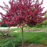 Prairifire Crabapple