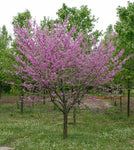 Redbud (MN Strain) Single Stem