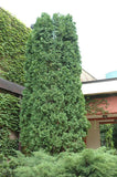 Pyramidal Arborvitae