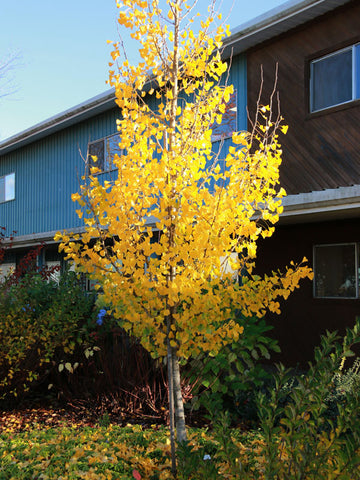 Presidential Gold Ginkgo