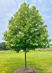 Exclamation! London Planetree