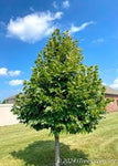 American Linden 'Redmond'