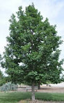 Bur Oak