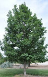 Bur Oak