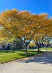 Skyline Honeylocust